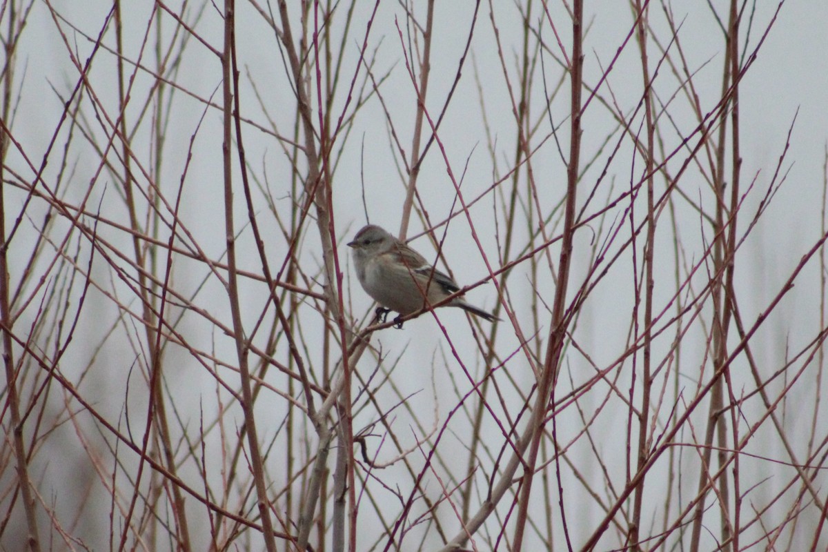 American Tree Sparrow - ML649172800