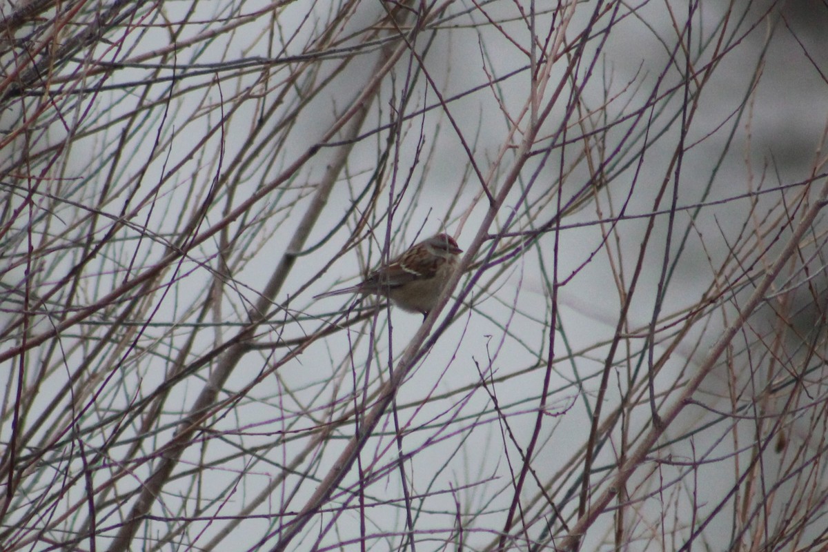 American Tree Sparrow - ML649172805
