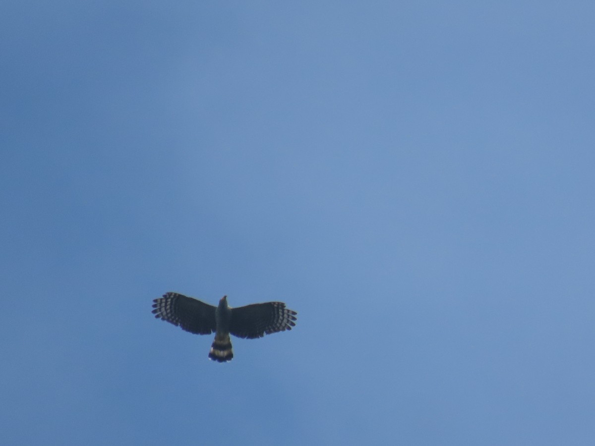 Hook-billed Kite - ML649173270