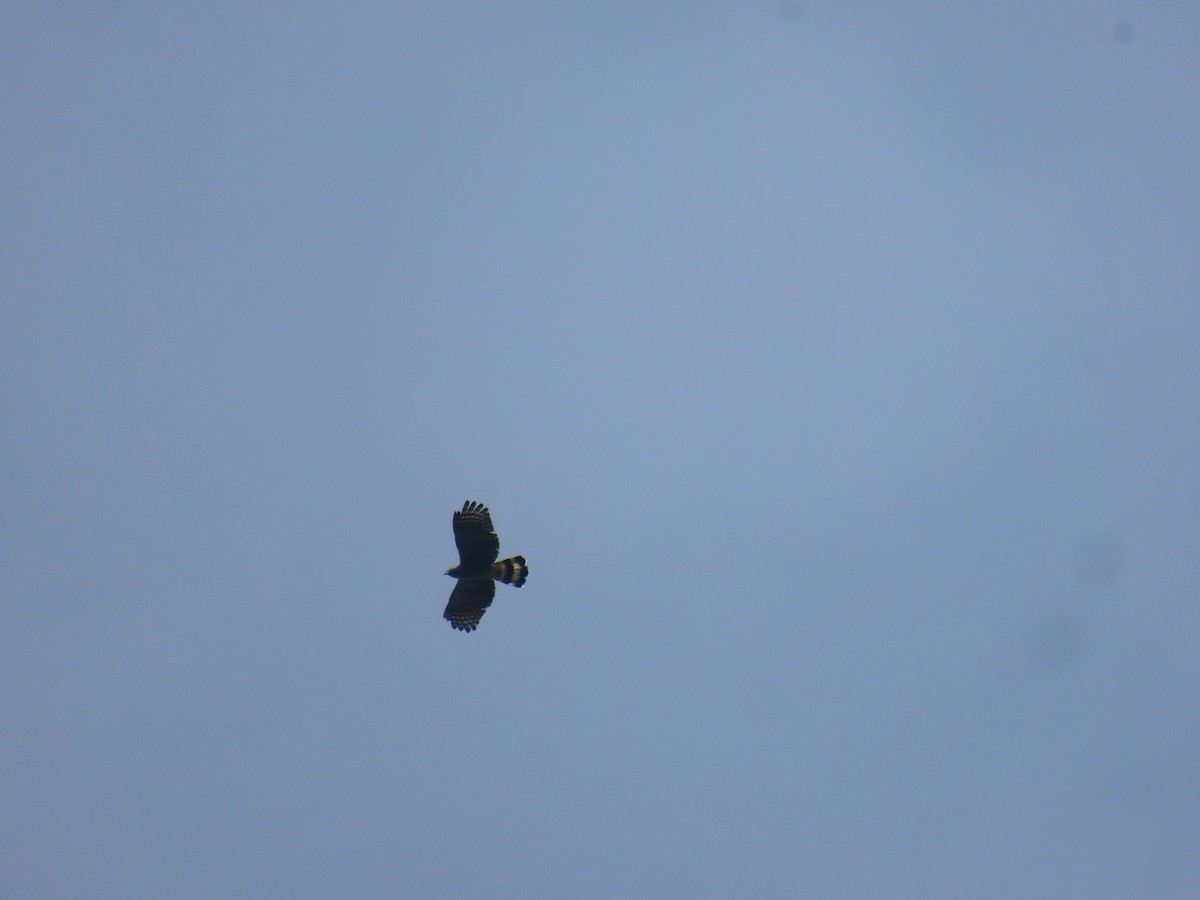 Hook-billed Kite - ML649173271