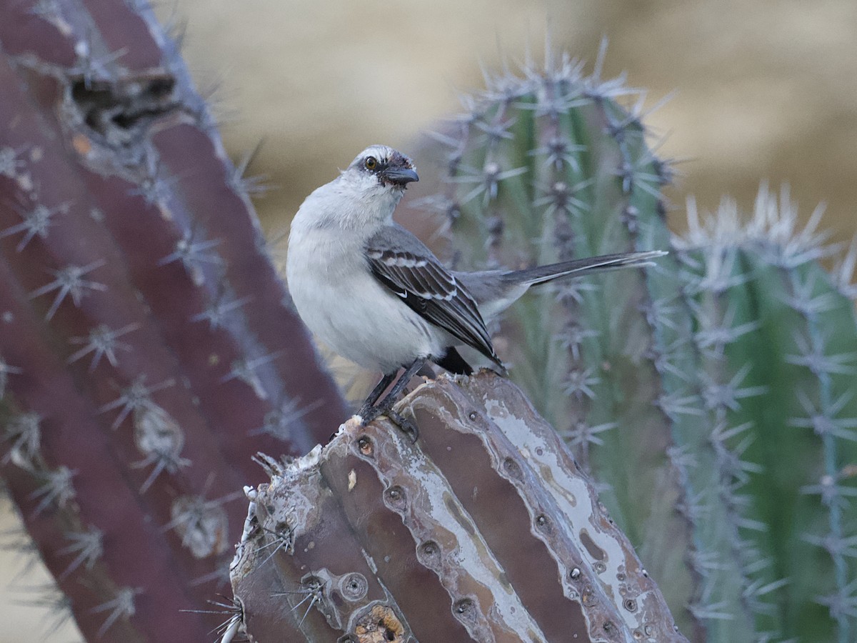 Tropical Mockingbird - ML649173488
