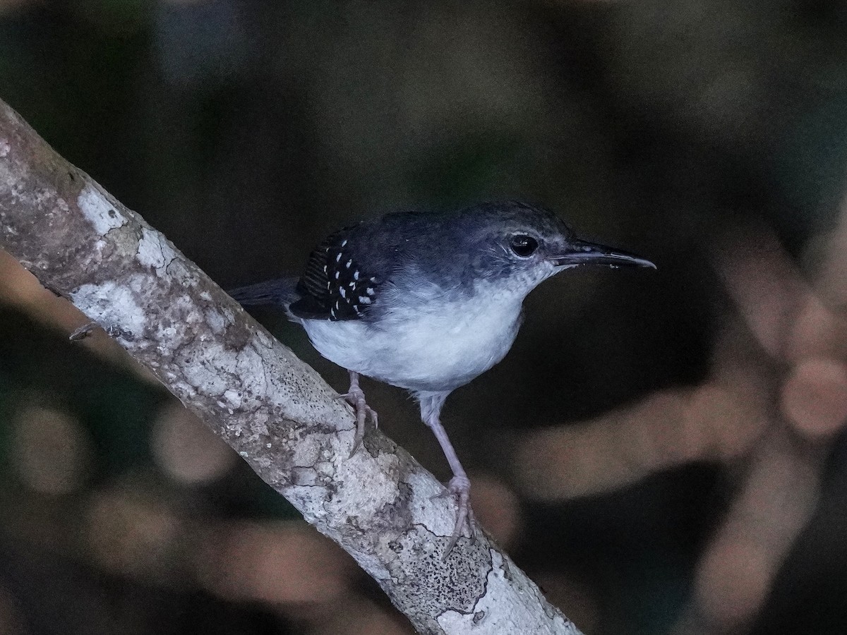 Silvered Antbird - ML649173512