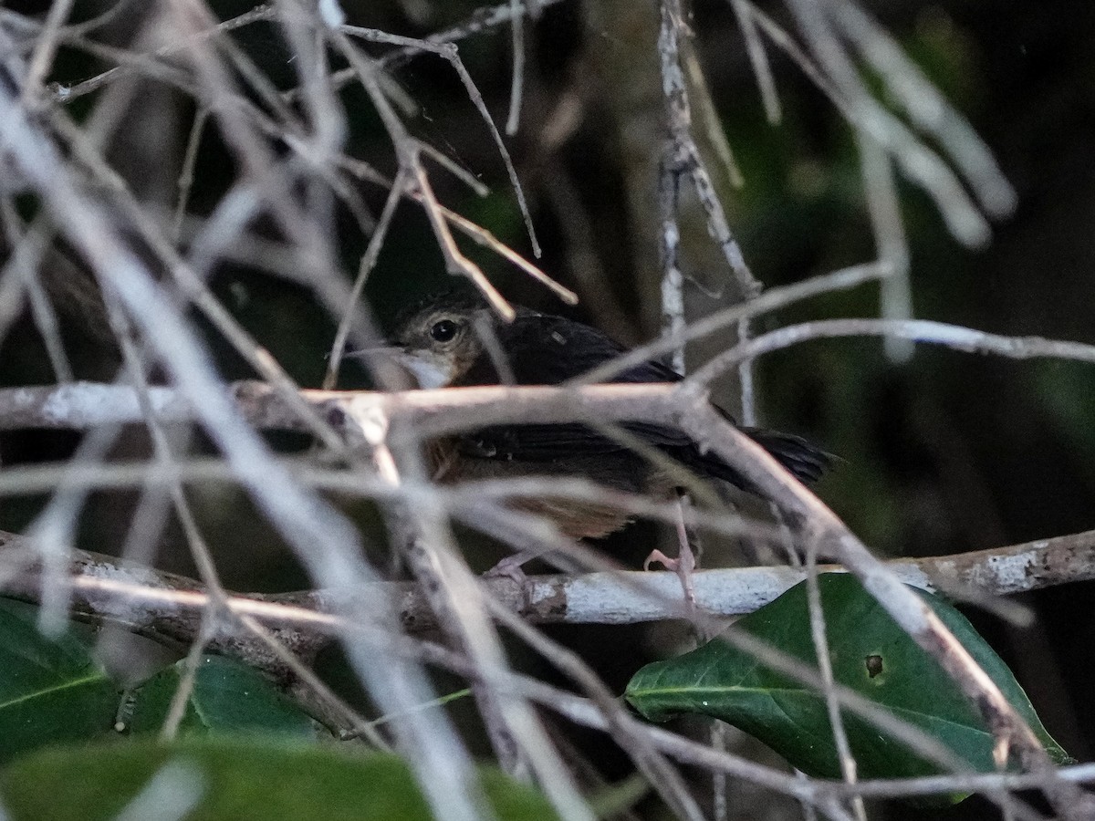 Silvered Antbird - ML649173553