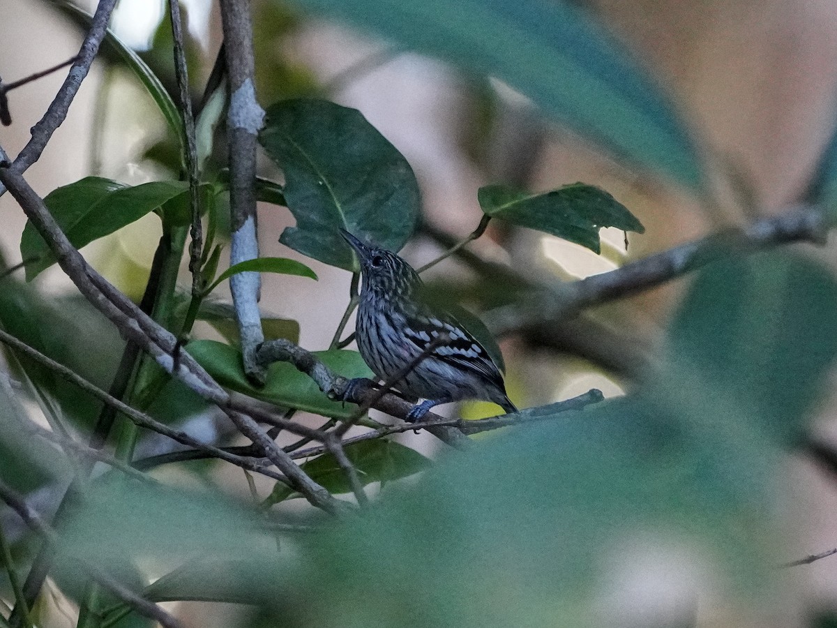 Amazonian Streaked-Antwren - ML649173554