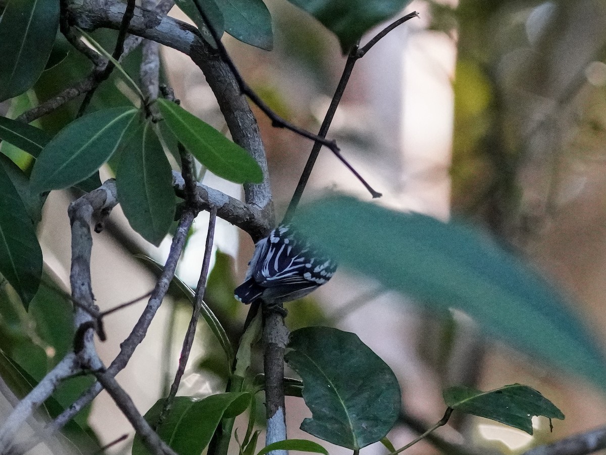 Amazonian Streaked-Antwren - ML649173626