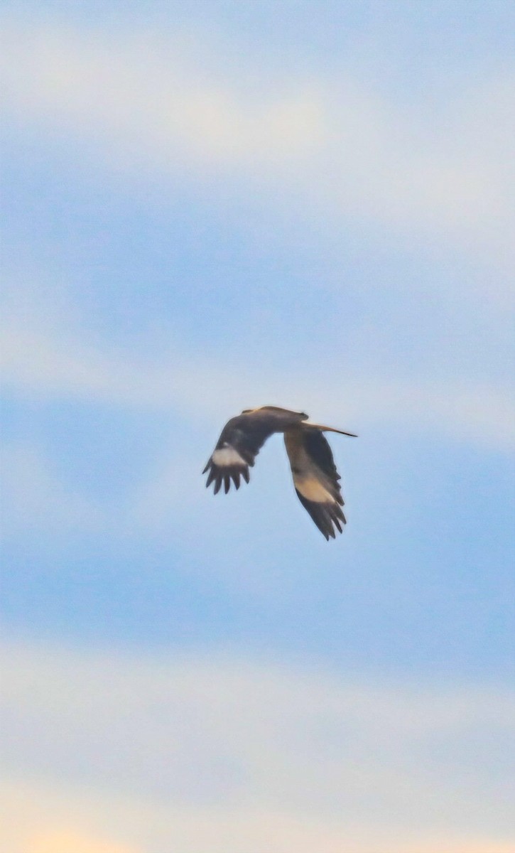 Yellow-headed Caracara - ML649173728