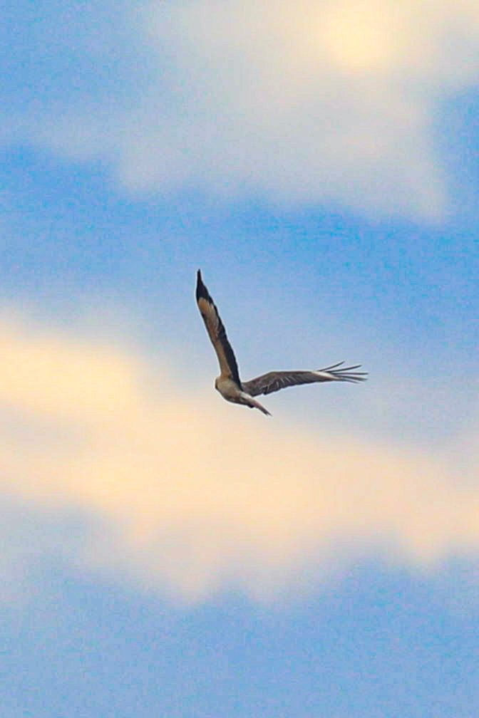 Yellow-headed Caracara - ML649173729