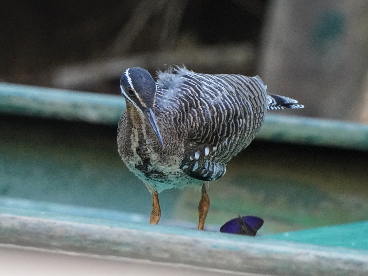 Sunbittern - ML649173788