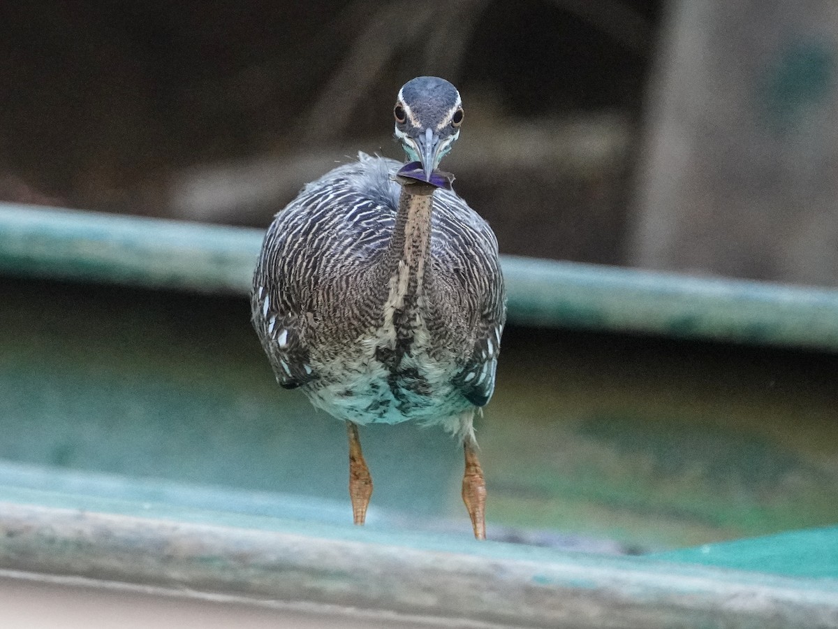 Sunbittern - ML649173789