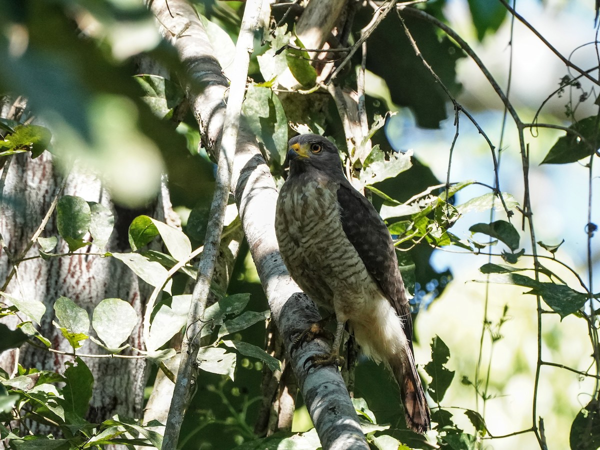 Roadside Hawk - ML649173796
