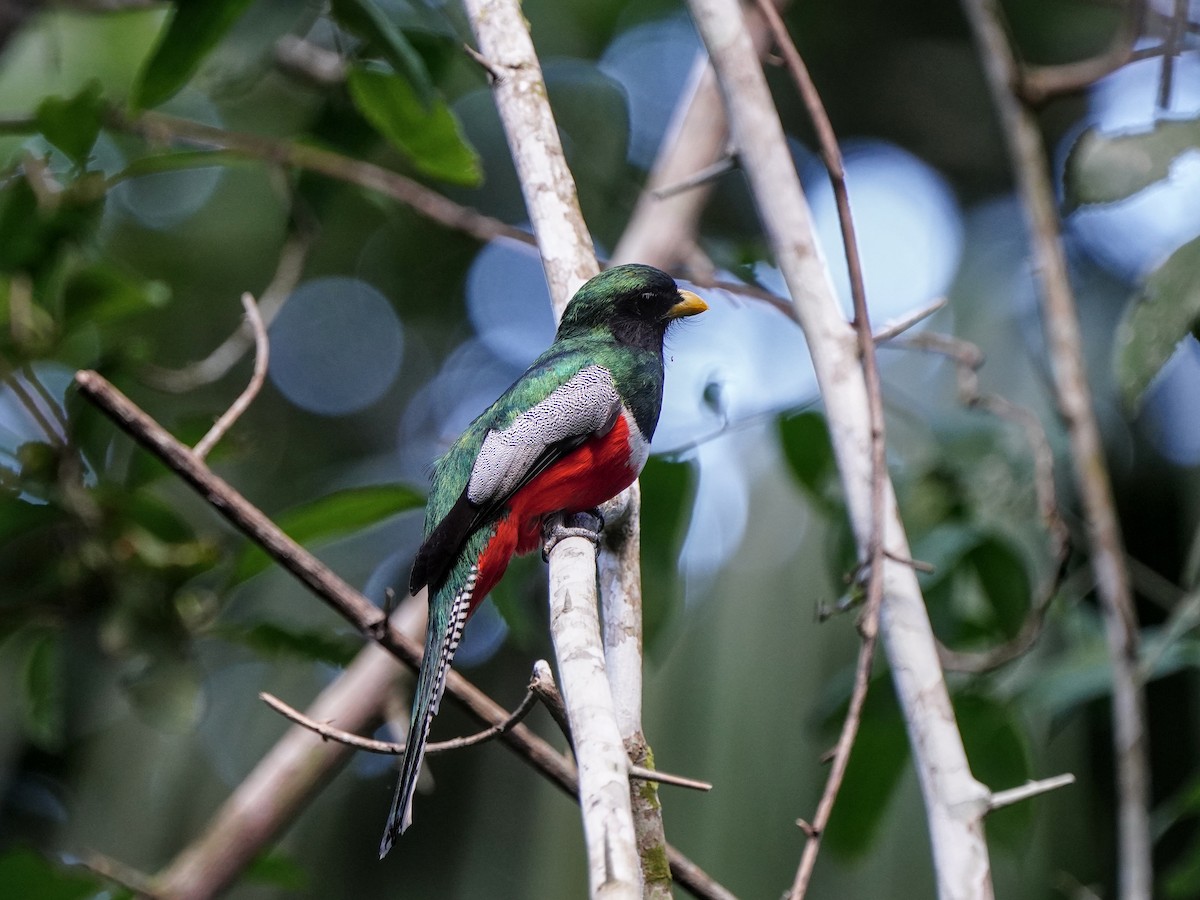 Collared Trogon - ML649173835