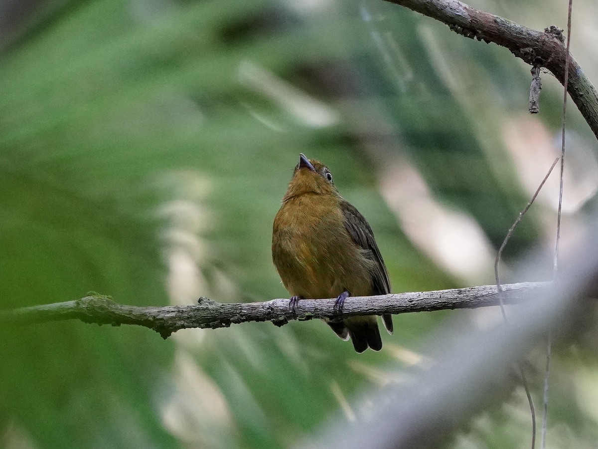 Band-tailed Manakin - ML649173866