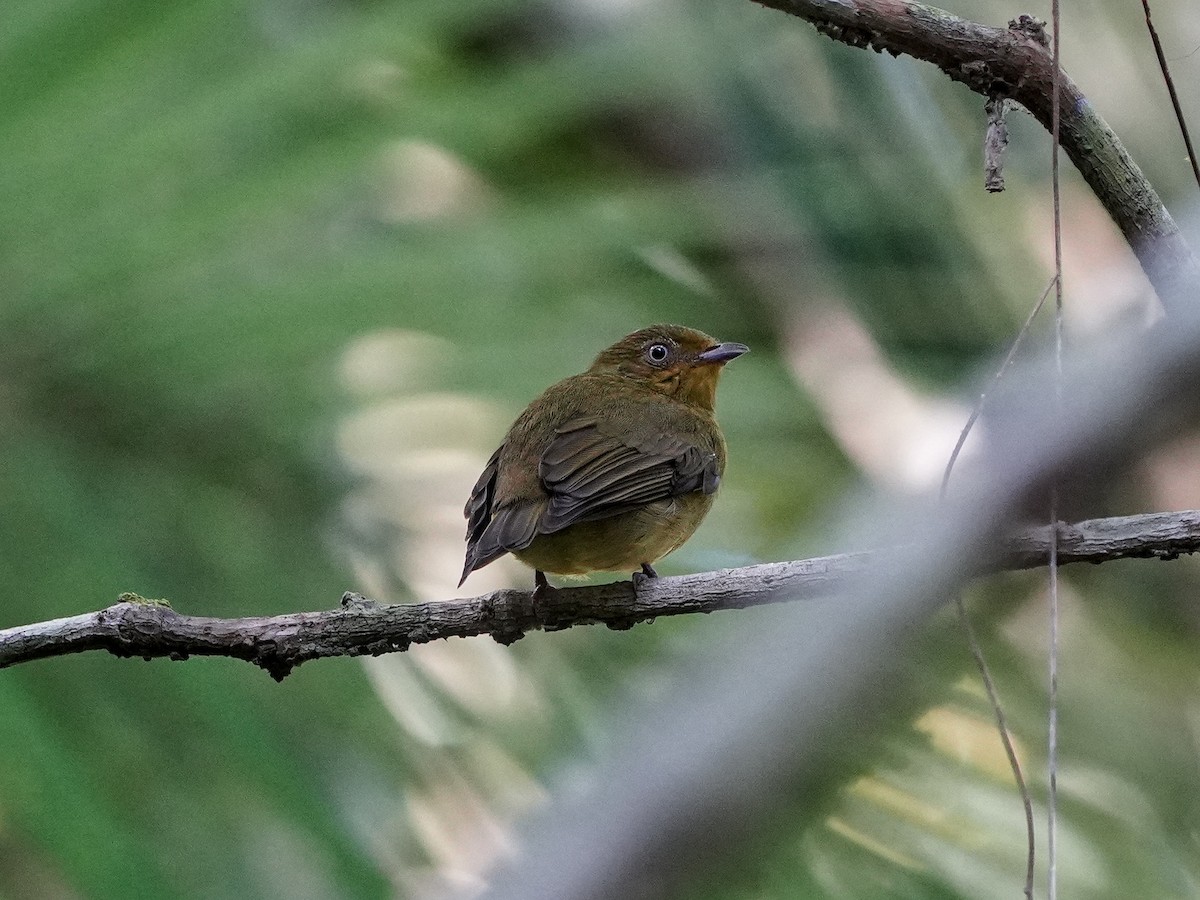 Band-tailed Manakin - ML649173881