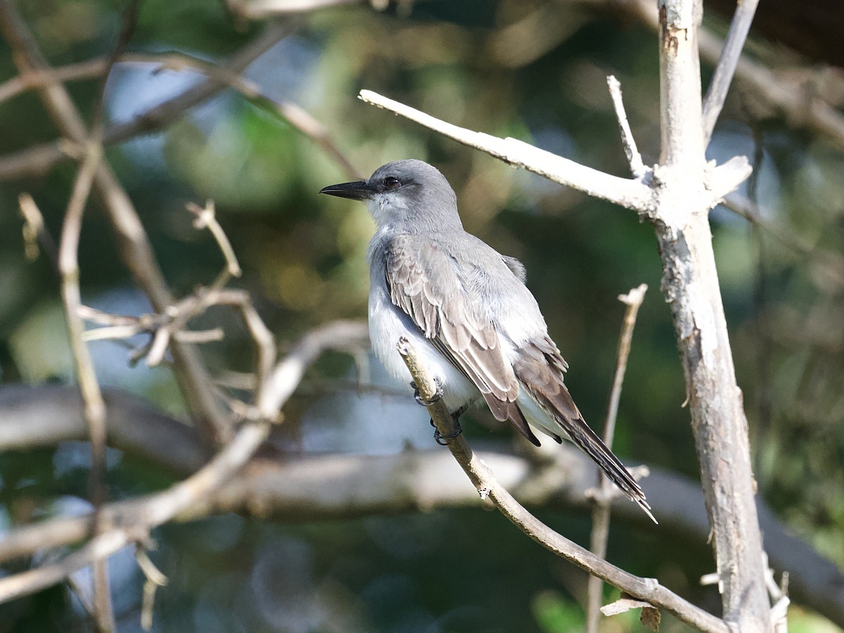 Gray Kingbird - ML649173894