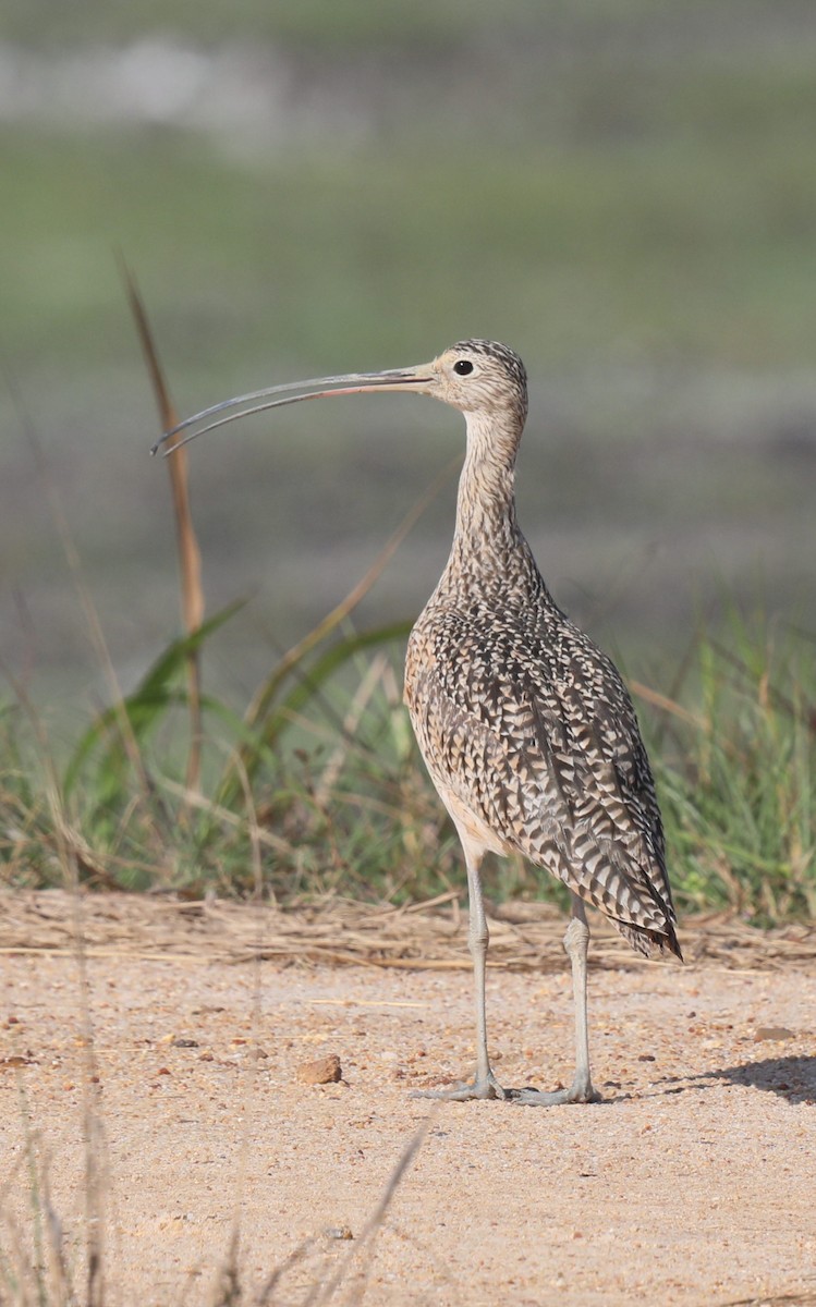 Long-billed Curlew - ML649173960