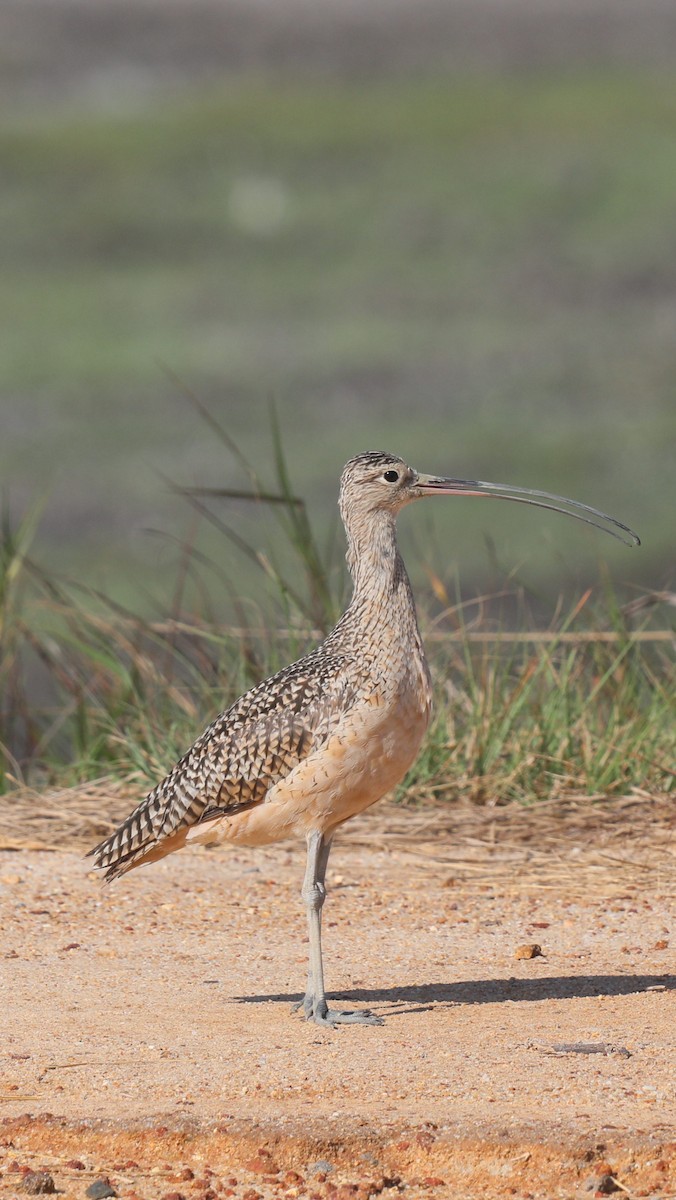 Long-billed Curlew - ML649173961