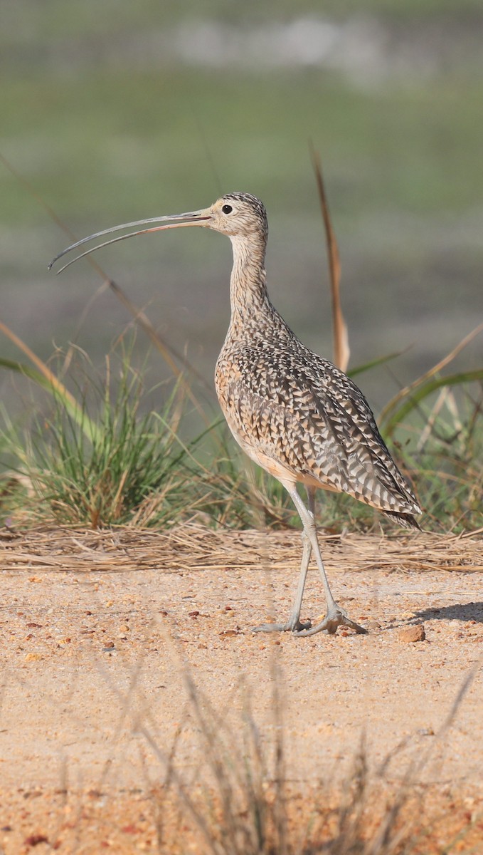 Long-billed Curlew - ML649173962