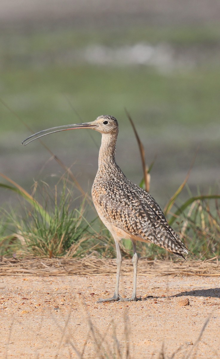 Long-billed Curlew - ML649173963