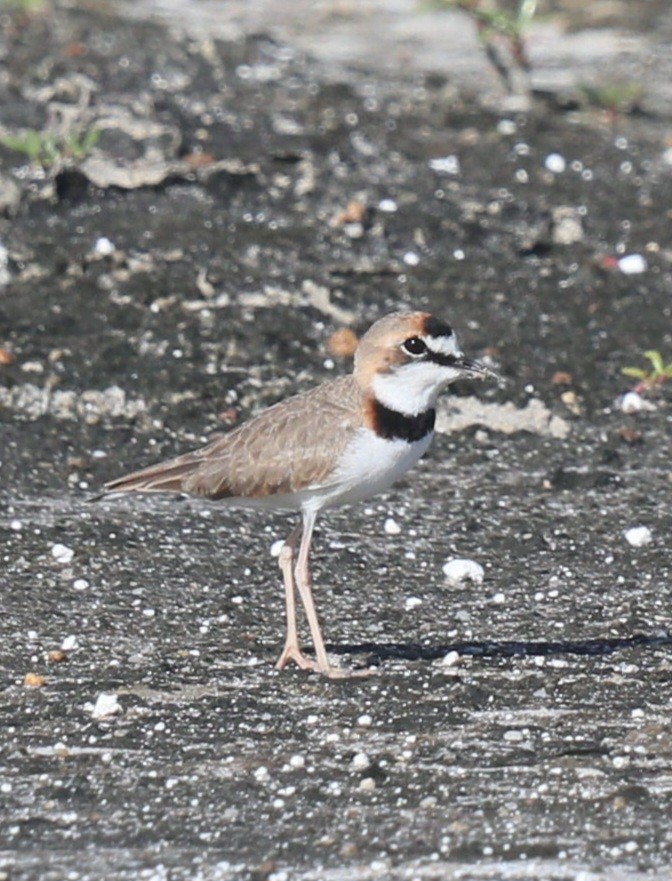 Collared Plover - ML649174044