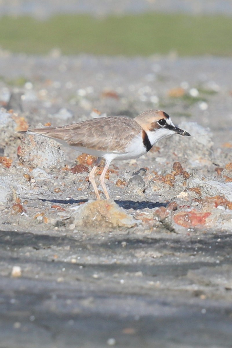 Collared Plover - ML649174045