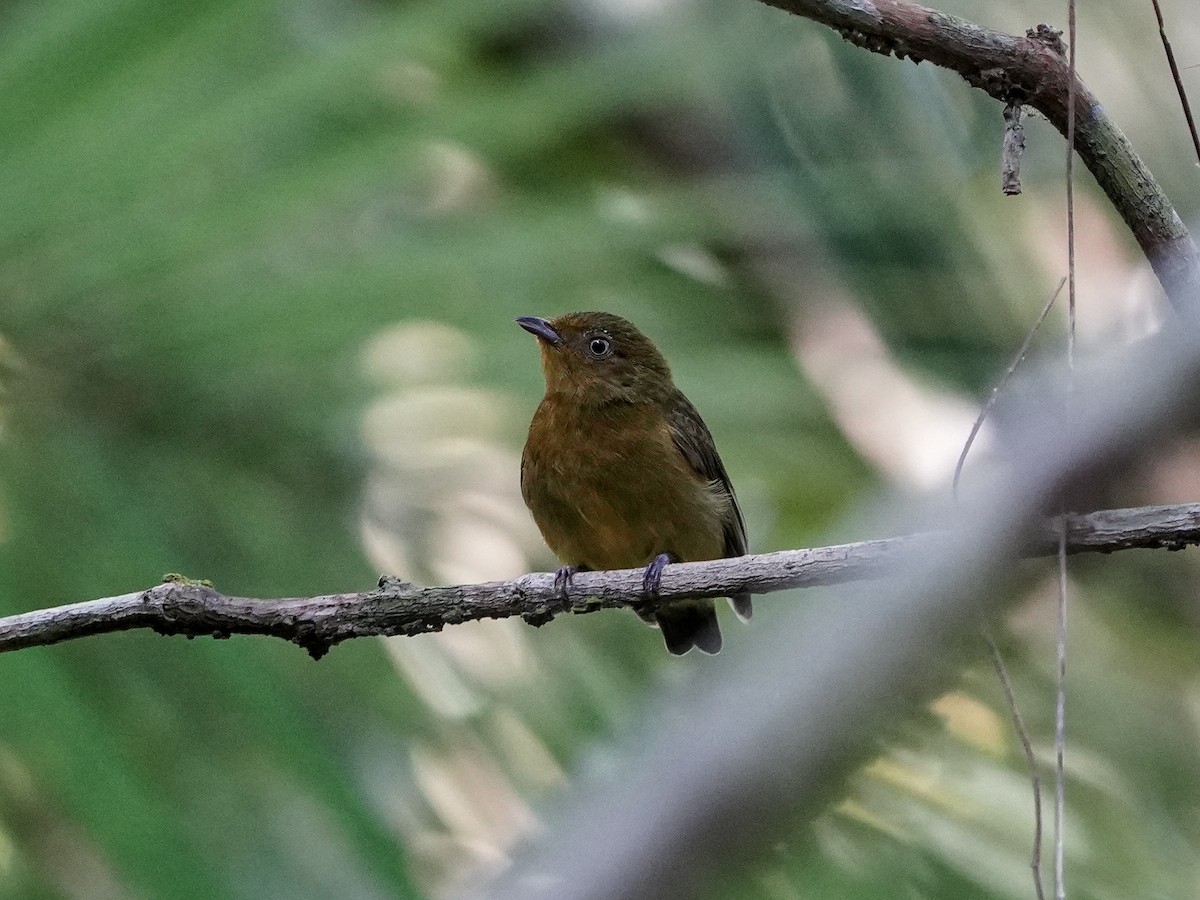 Band-tailed Manakin - ML649174054