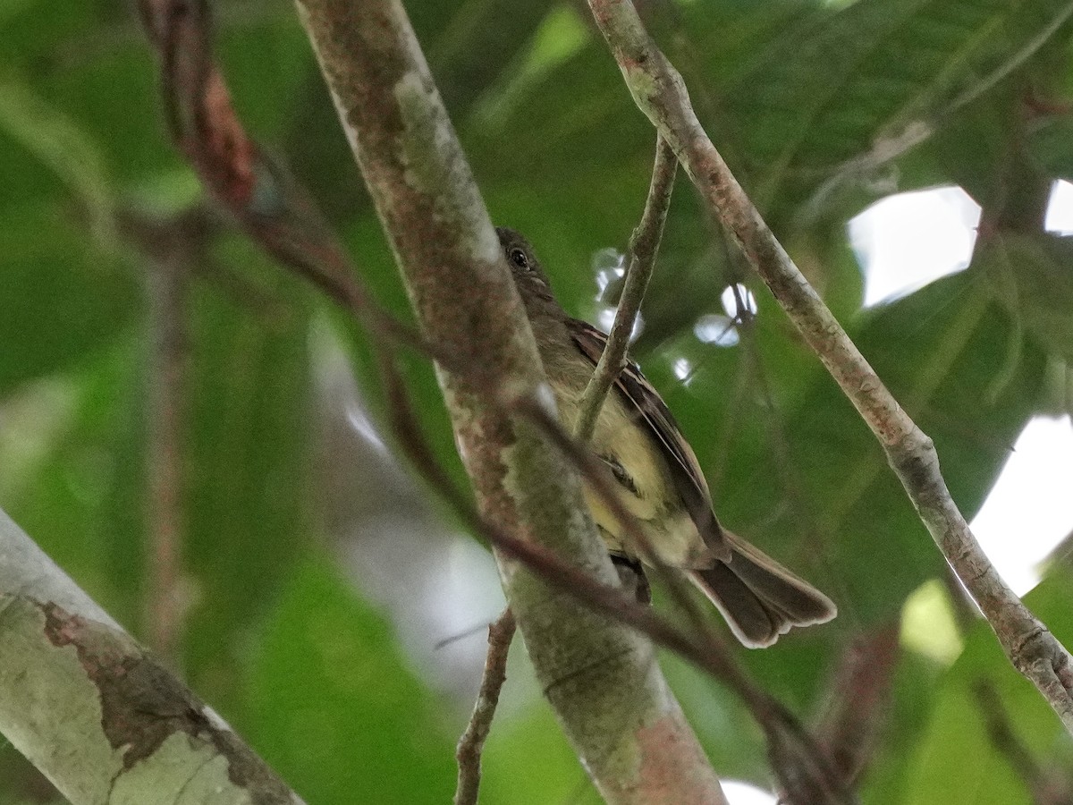 Euler's Flycatcher - ML649174099