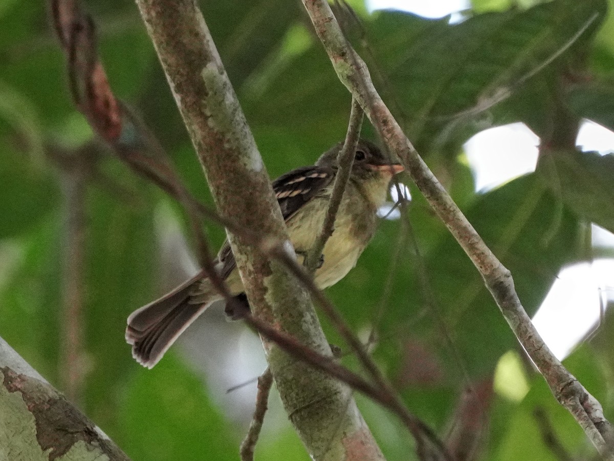 Euler's Flycatcher - ML649174100