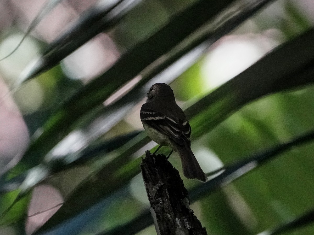 Euler's Flycatcher - ML649174101