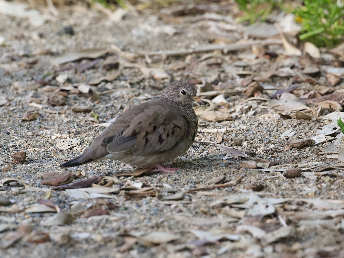 Common Ground Dove - ML649174143