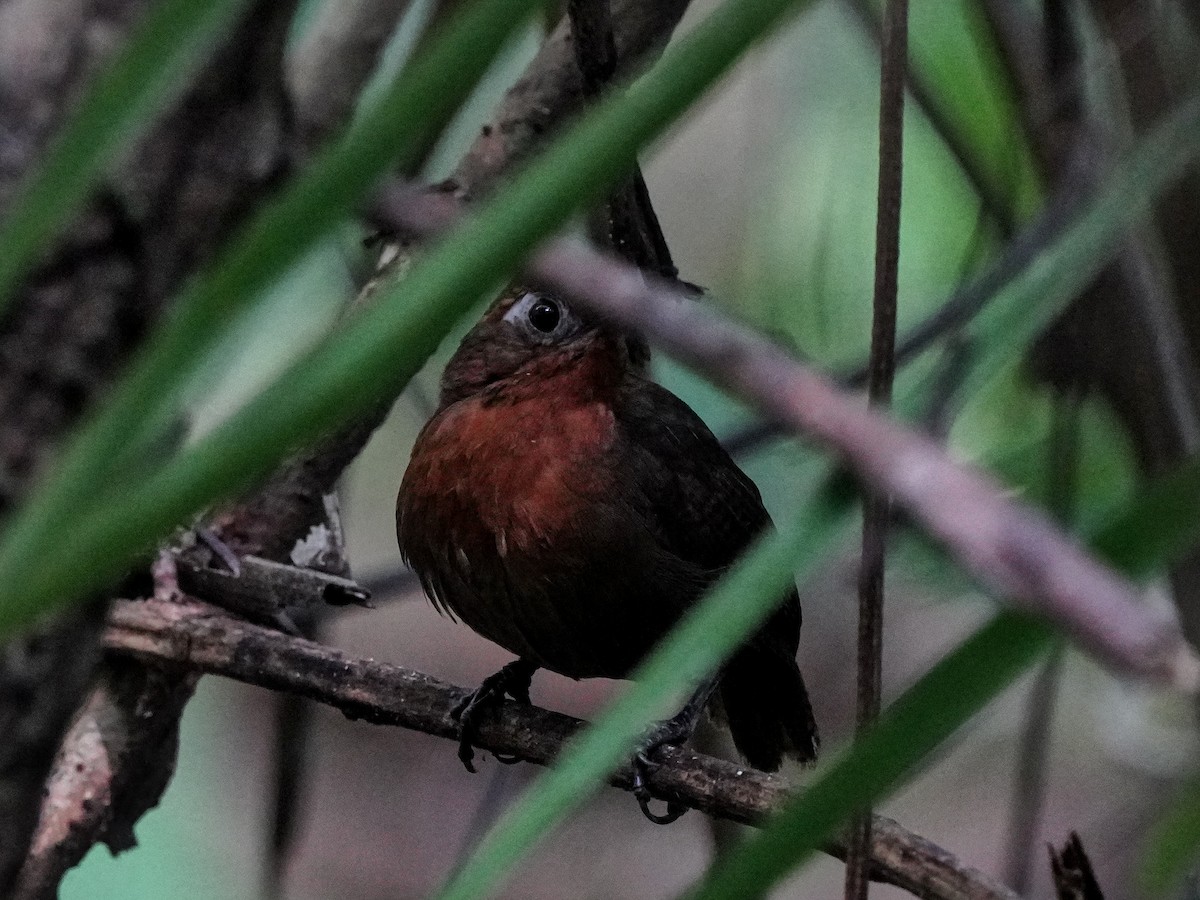 Musician Wren - ML649174333