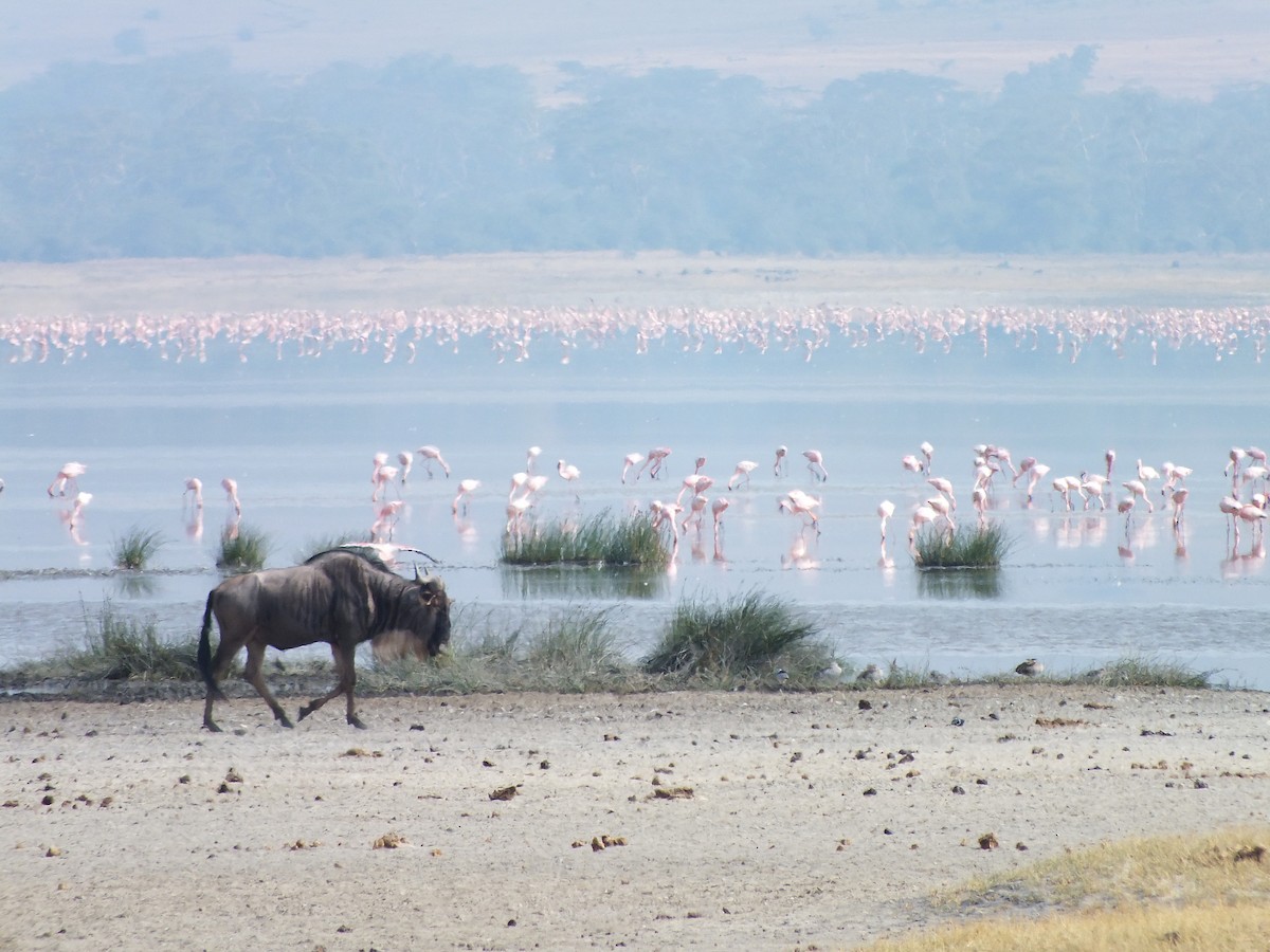 Lesser Flamingo - ML649174477