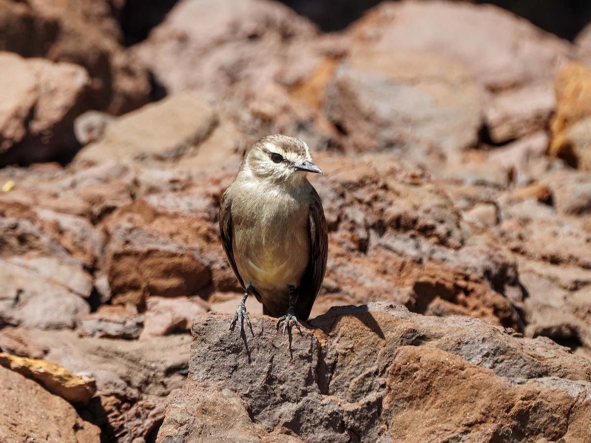 Drab Water Tyrant - ML649174580