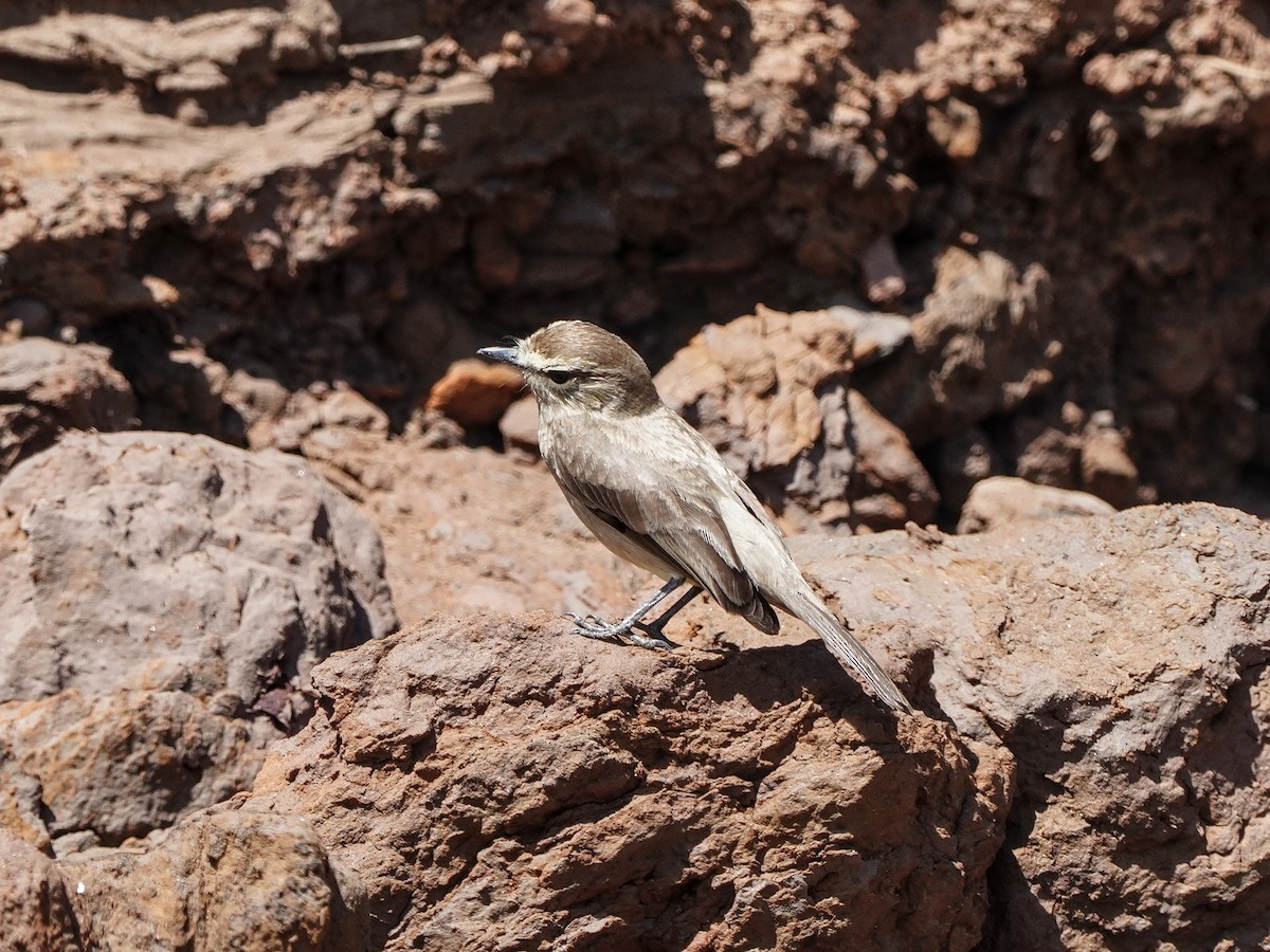 Drab Water Tyrant - ML649174581