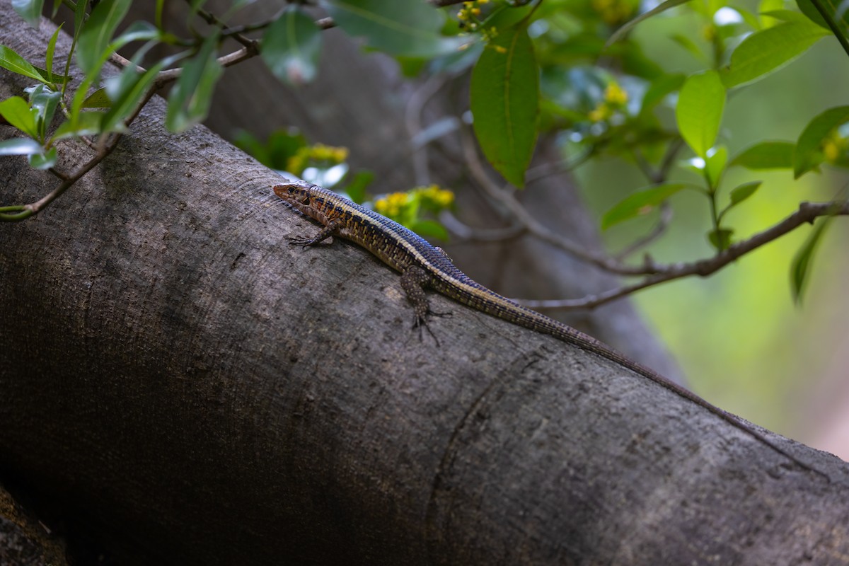 Western Girdled Lizard - ML649174597
