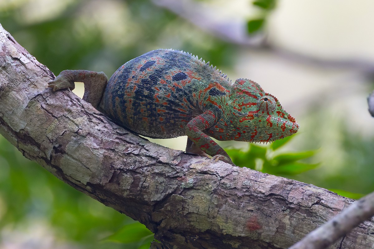 Oustalet's Giant Chameleon - ML649174599