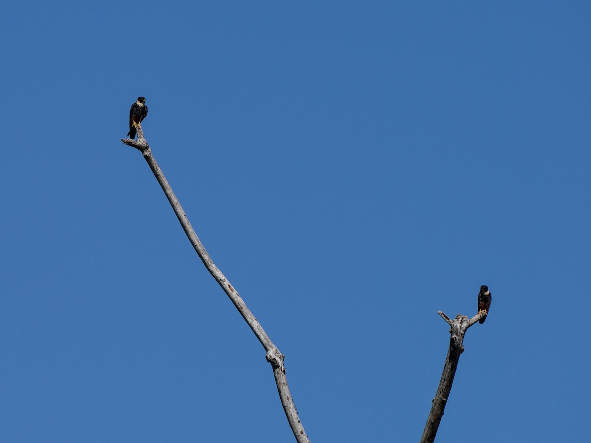 Bat Falcon - ML649174621