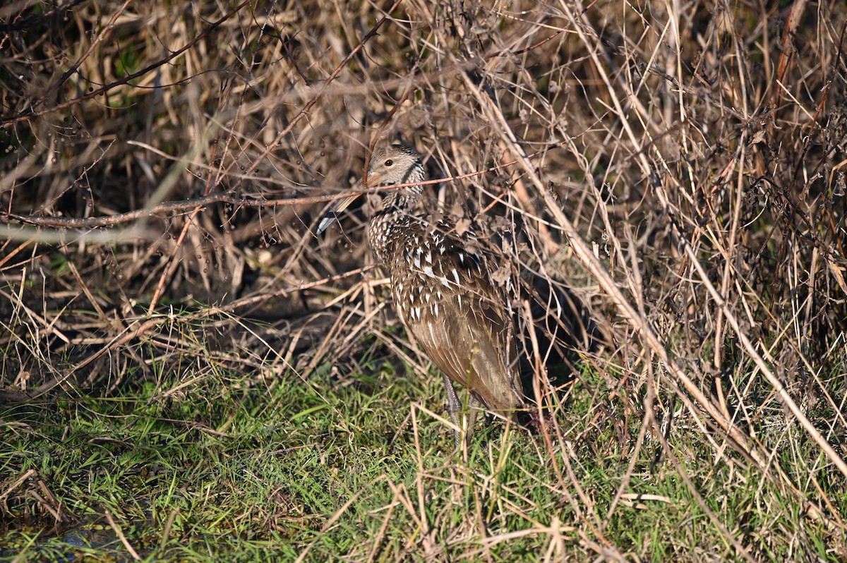 Karraoa - ML649174642