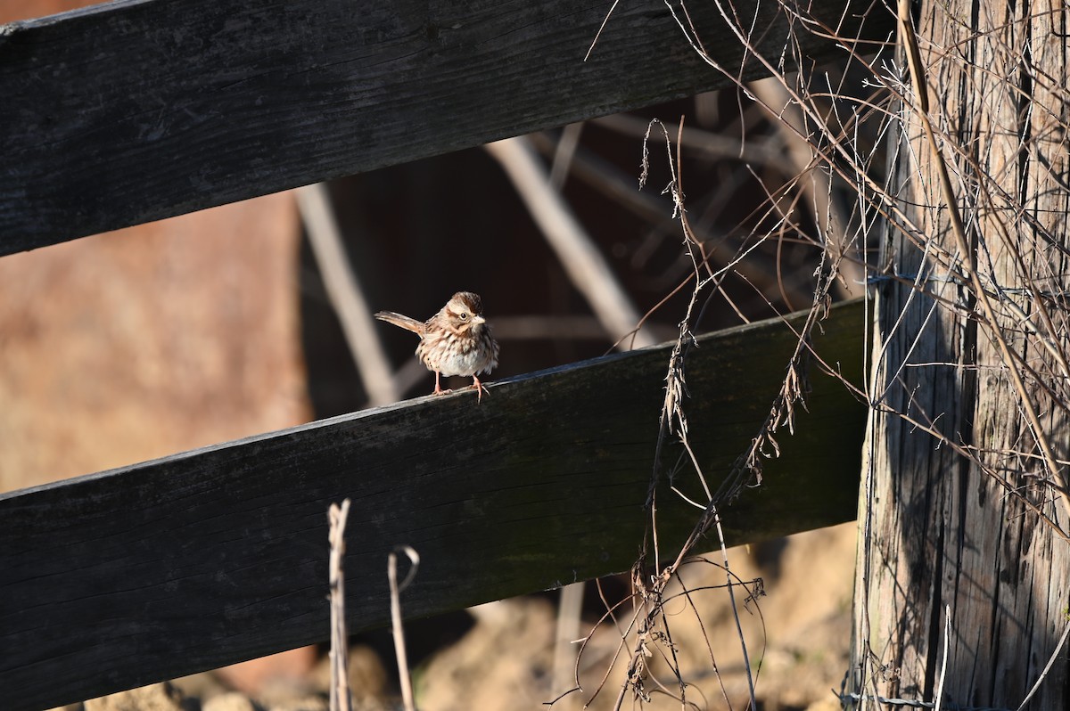 Song Sparrow - ML649174659
