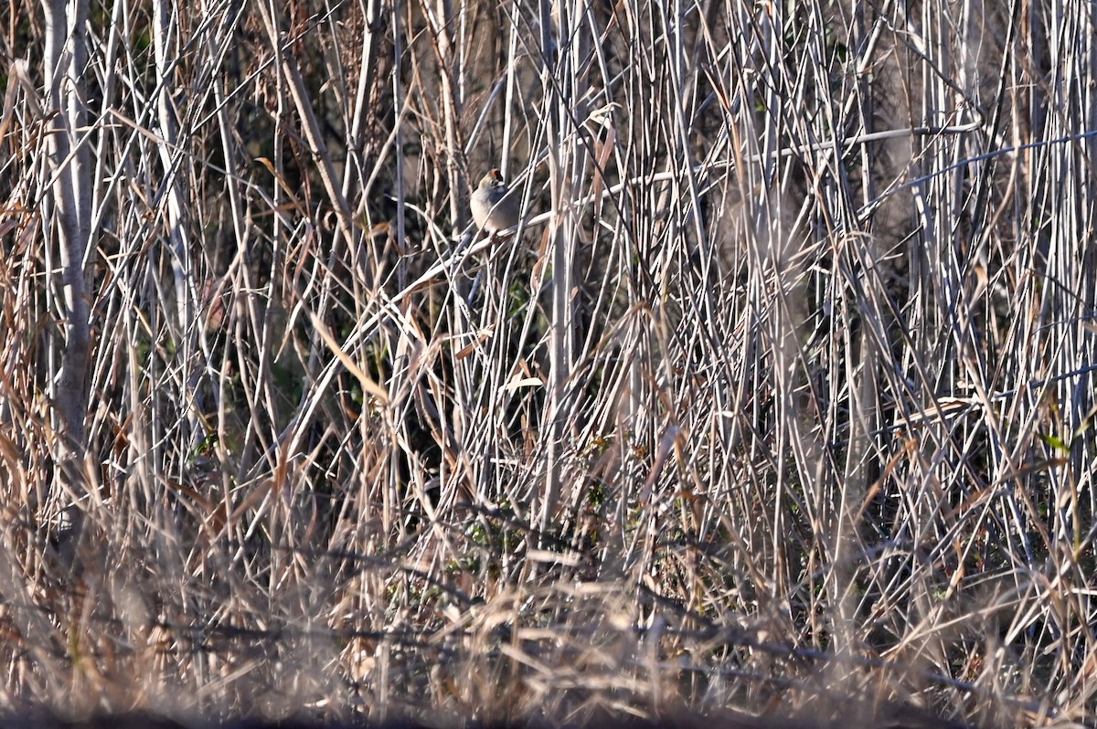 Green-tailed Towhee - ML649174667