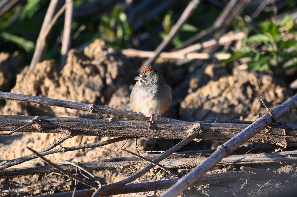 Green-tailed Towhee - ML649174668