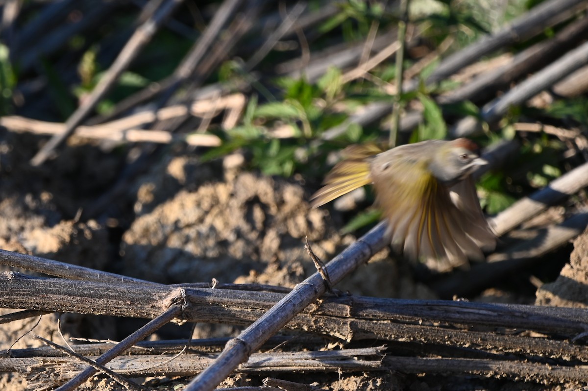Green-tailed Towhee - ML649174669