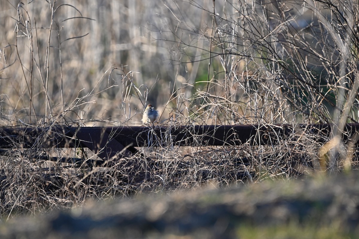 Green-tailed Towhee - ML649174670