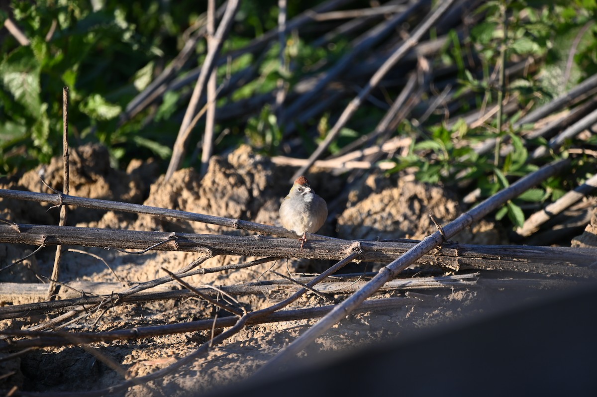 Green-tailed Towhee - ML649174671