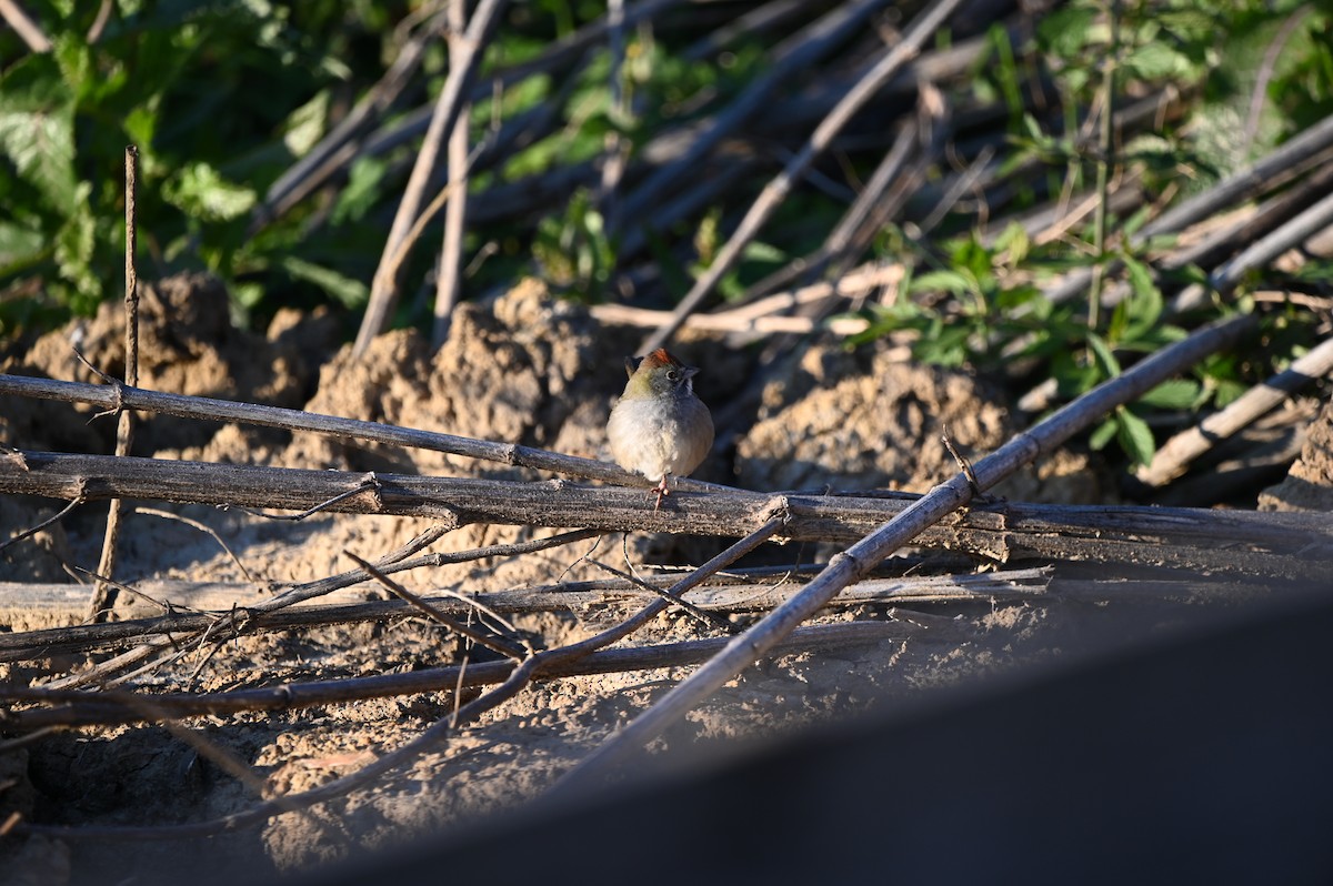 Green-tailed Towhee - ML649174672