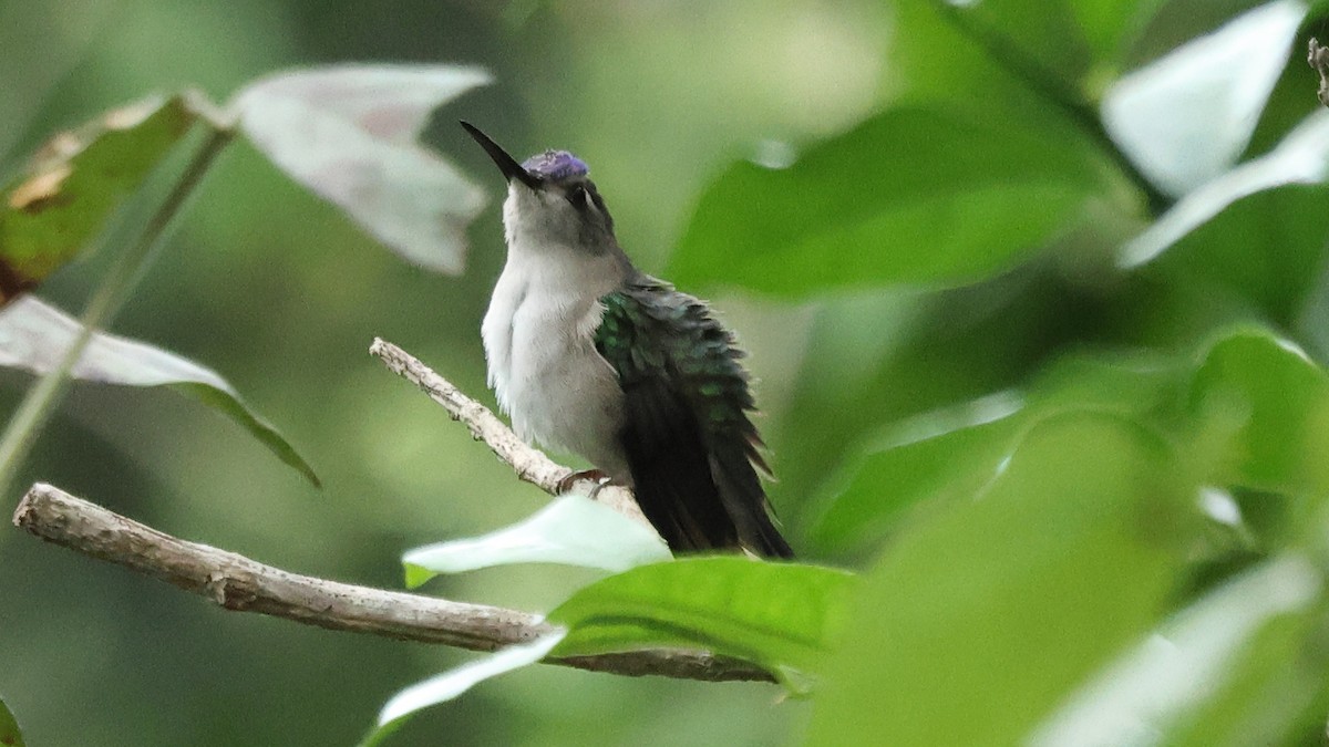 Wedge-tailed Sabrewing - ML649174699