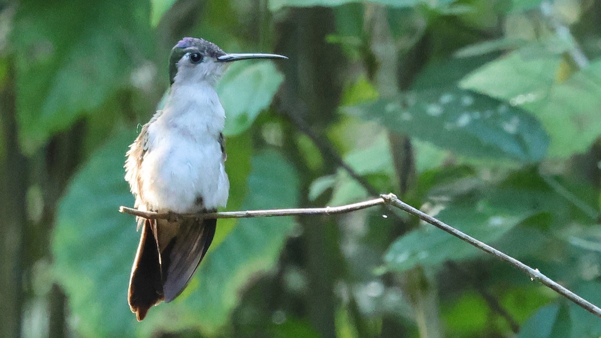 Wedge-tailed Sabrewing - ML649174700