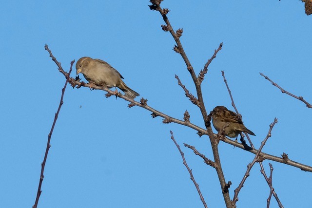 House Sparrow - ML649174802