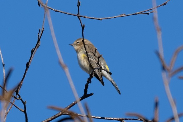 Yellow-rumped Warbler - ML649174993
