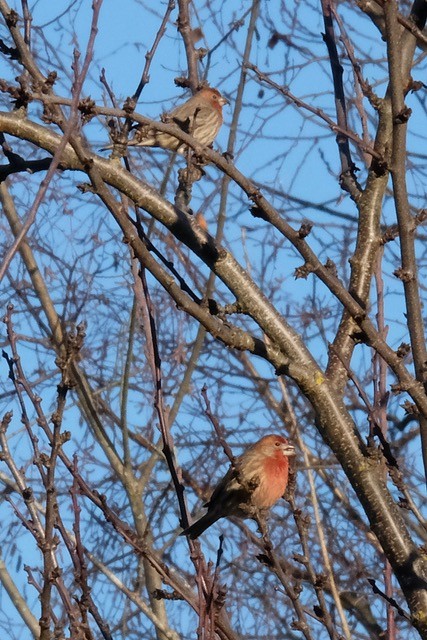 House Finch - ML649175168