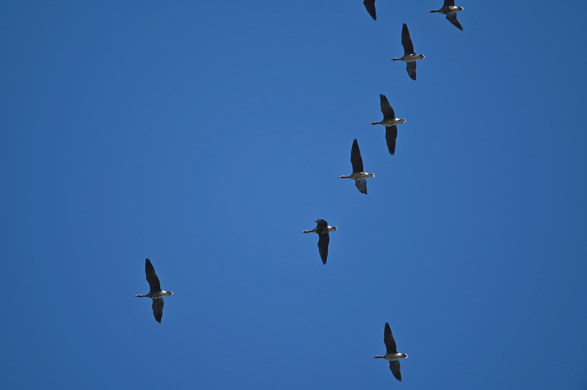 Antzara muturzuria - ML649175695